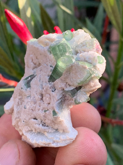 Tourmaline verte/ Verdélite et melon d'eau , spécimen naturel de 58 x 40 x 25 mm - 49,7 grammes !