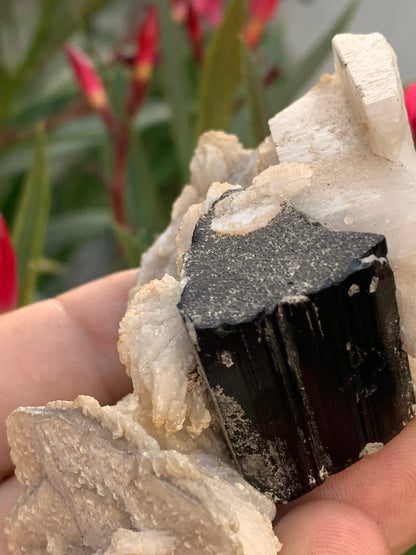 Black Tourmaline, natural specimen of 80 x 50 x 36 mm - 117 grams. A very beautiful tourmaline on Quartz and Muscovite! 
