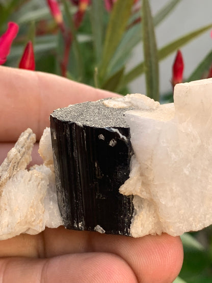 Black Tourmaline, natural specimen of 80 x 50 x 36 mm - 117 grams. A very beautiful tourmaline on Quartz and Muscovite! 