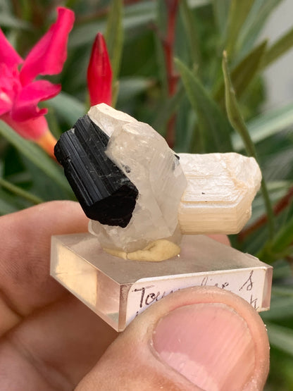 Black Tourmaline, natural specimen measuring 38 x 26 x 23 mm - 19.5 grams. A very beautiful tourmaline on Quartz and green Kunzite! 