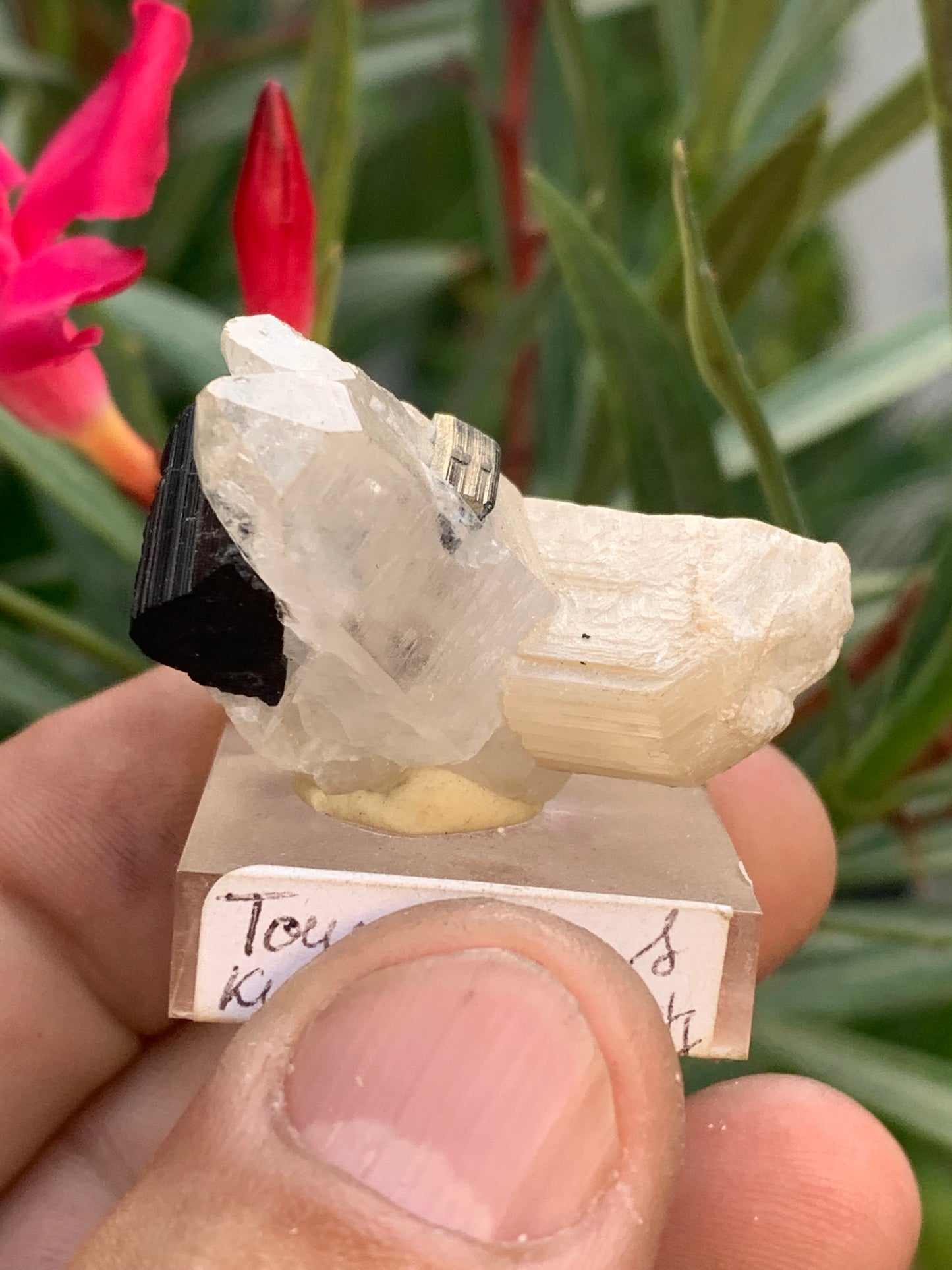 Black Tourmaline, natural specimen measuring 38 x 26 x 23 mm - 19.5 grams. A very beautiful tourmaline on Quartz and green Kunzite! 