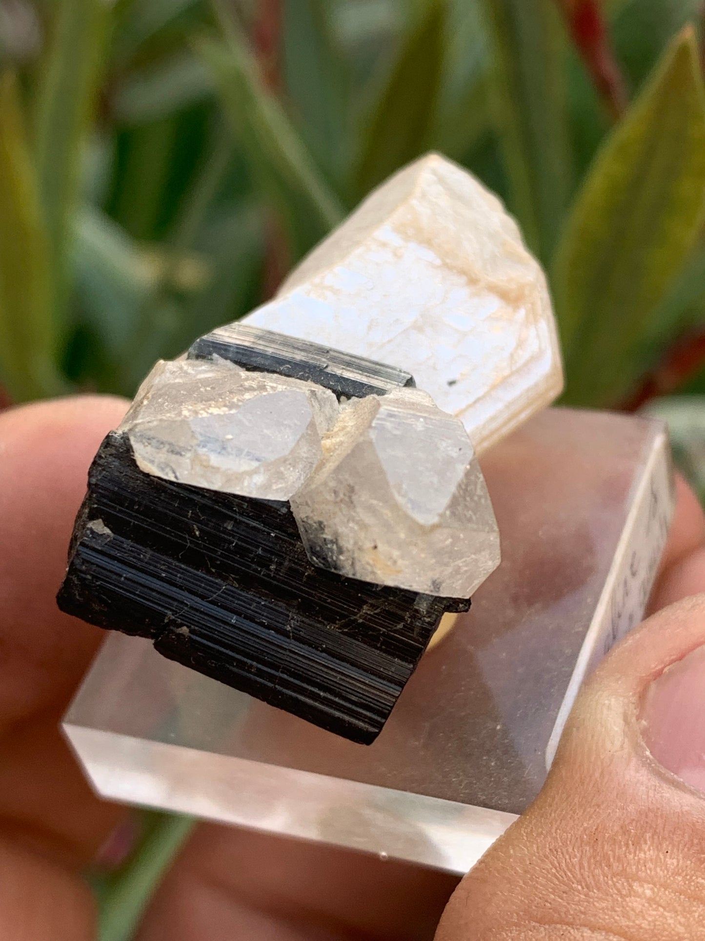 Black Tourmaline, natural specimen measuring 38 x 26 x 23 mm - 19.5 grams. A very beautiful tourmaline on Quartz and green Kunzite! 