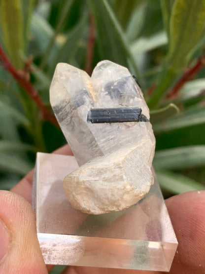 Black Tourmaline, natural specimen measuring 38 x 26 x 23 mm - 19.5 grams. A very beautiful tourmaline on Quartz and green Kunzite! 