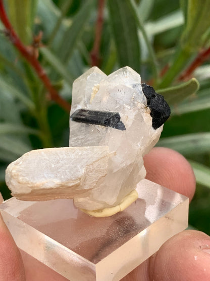 Black Tourmaline, natural specimen measuring 38 x 26 x 23 mm - 19.5 grams. A very beautiful tourmaline on Quartz and green Kunzite! 