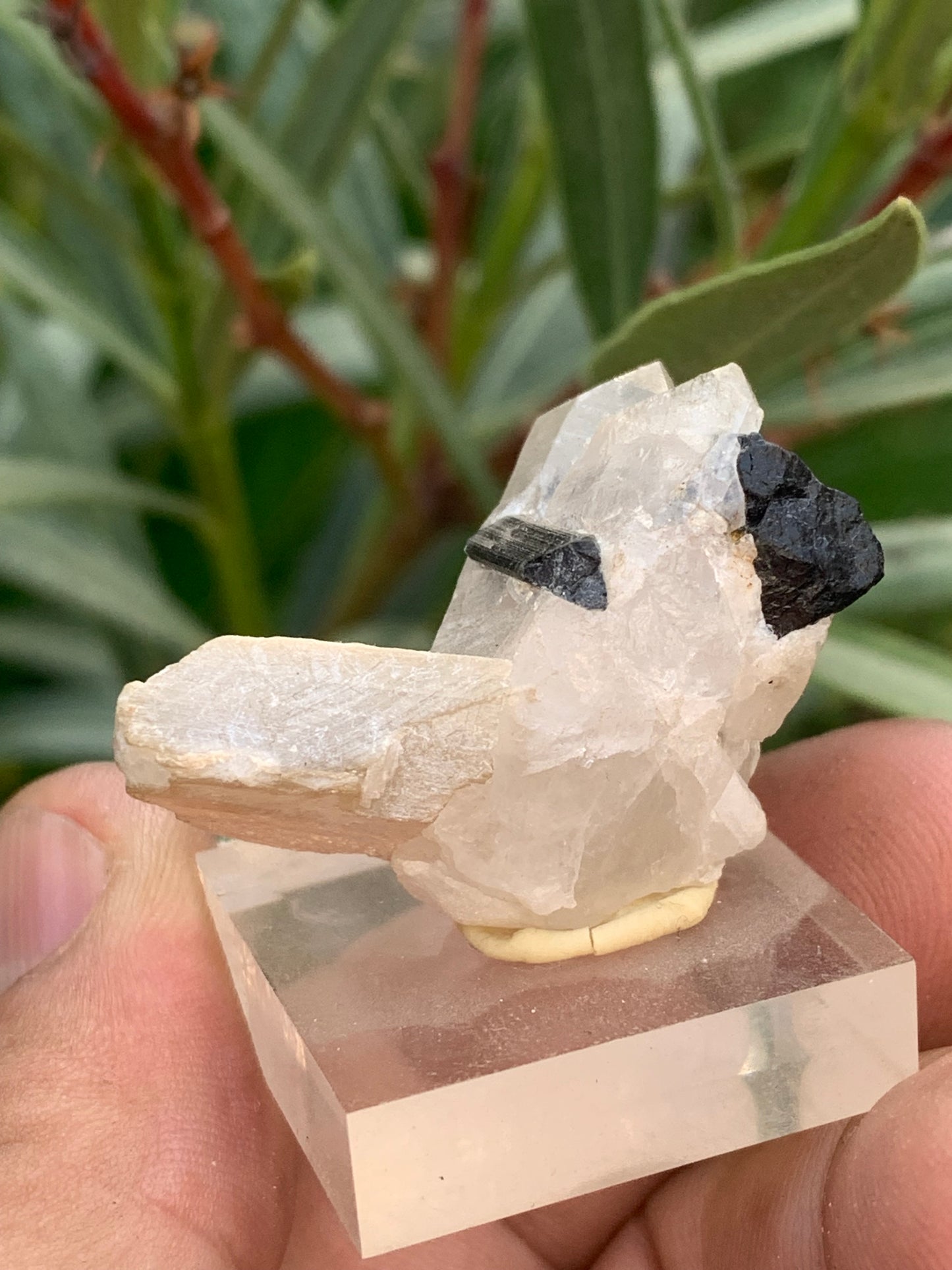 Black Tourmaline, natural specimen measuring 38 x 26 x 23 mm - 19.5 grams. A very beautiful tourmaline on Quartz and green Kunzite! 