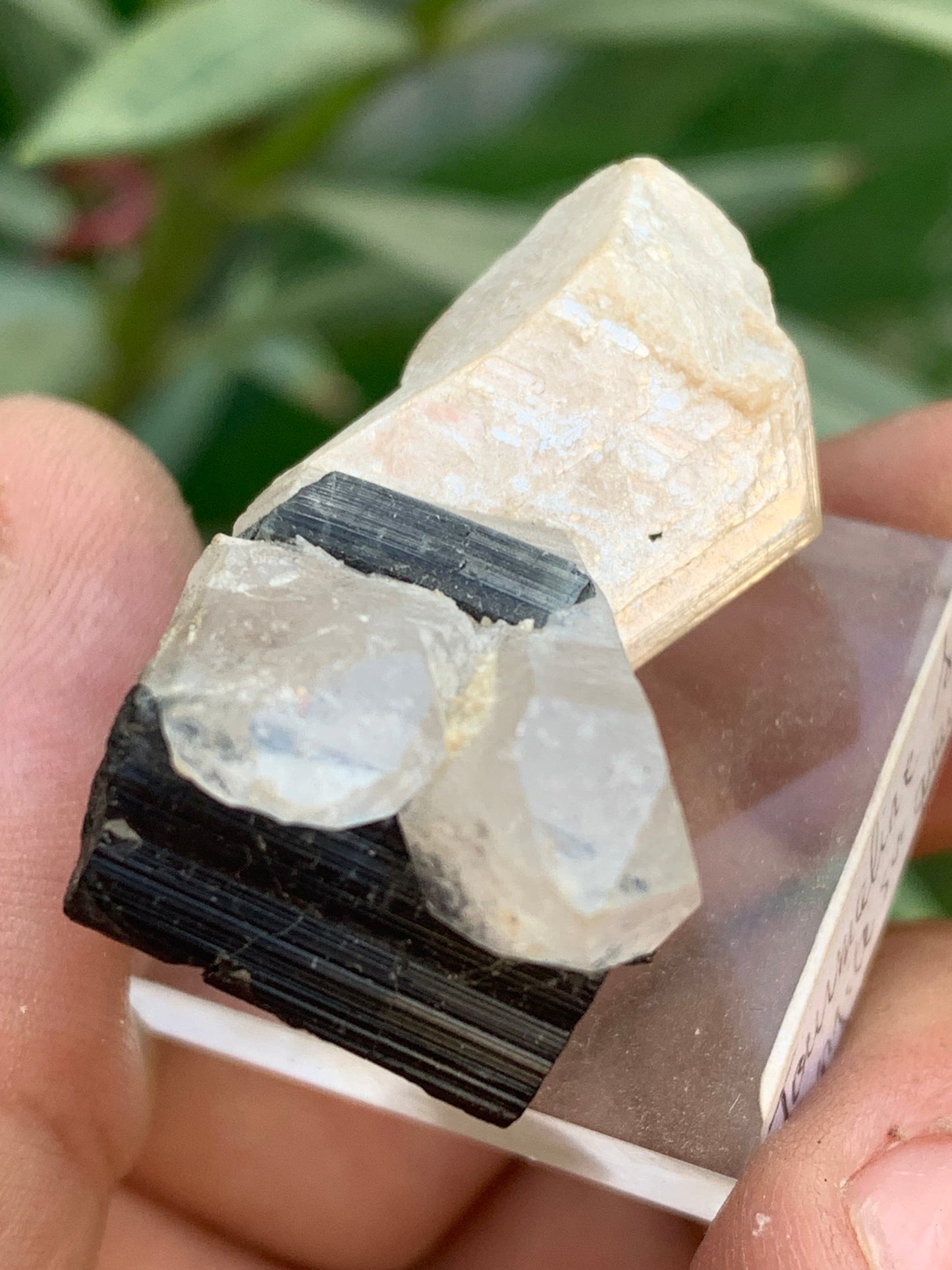 Black Tourmaline, natural specimen measuring 38 x 26 x 23 mm - 19.5 grams. A very beautiful tourmaline on Quartz and green Kunzite! 