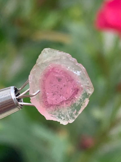 Tourmaline melon d'eau/ pastèque, vendu par paire, 14mm de diamètre x 2 - 8,5 carats. Parfait en bijouterie, collection ,exposition...