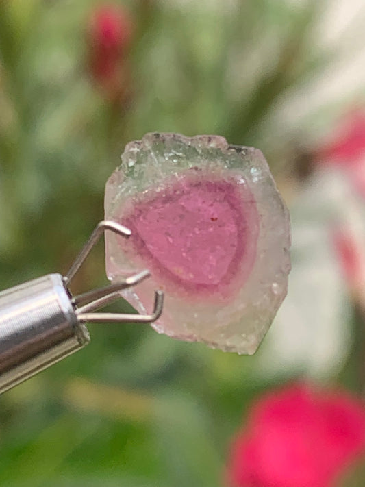 Tourmaline melon d'eau/ pastèque, vendu par paire, 14mm de diamètre x 2 - 8,5 carats. Parfait en bijouterie, collection ,exposition...