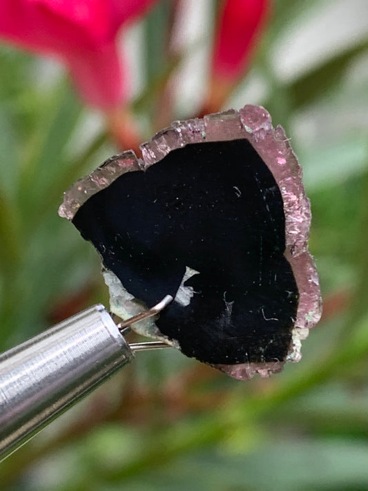 Tourmaline melon d'eau/ pastèque, 18mm x 16 x 4 - 10 carats. Parfait en bijouterie, collection ,exposition...