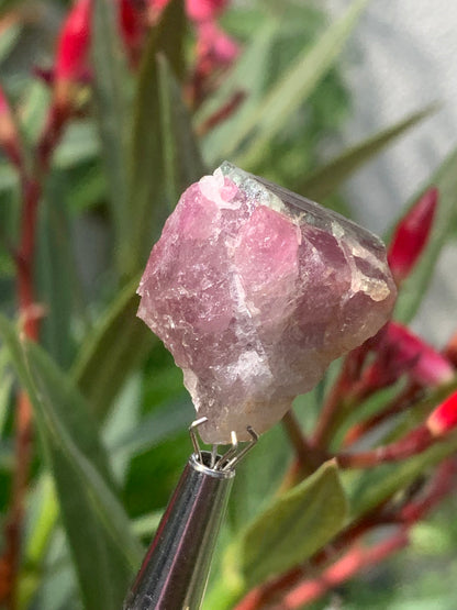 Rubellite Tourmaline, 24 x 20 x 13mm - 7.3 grams. A beautiful natural piece! 