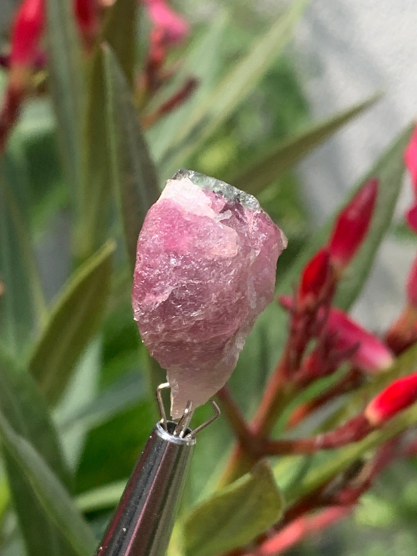 Rubellite Tourmaline, 24 x 20 x 13mm - 7.3 grams. A beautiful natural piece! 