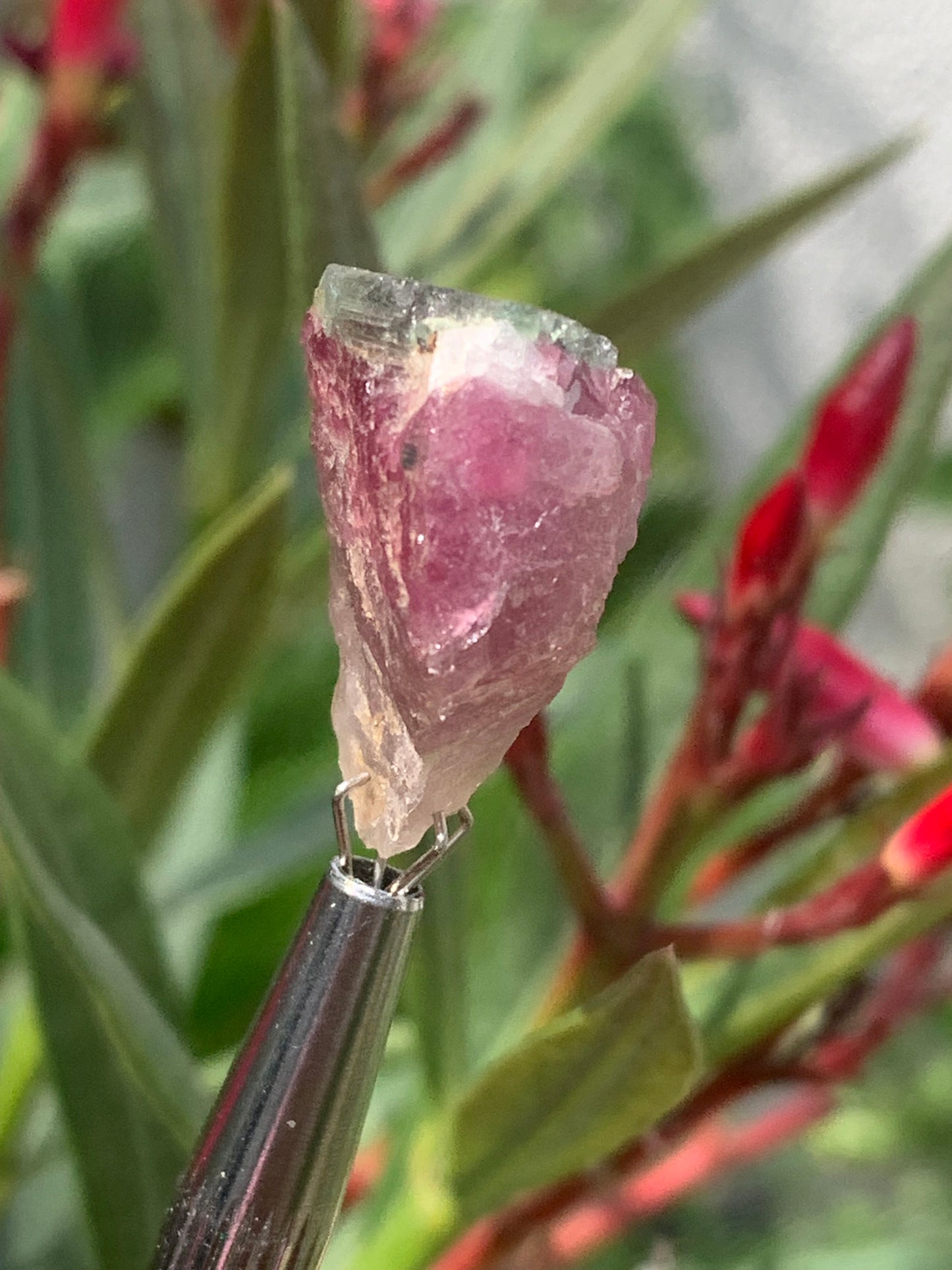 Rubellite Tourmaline, 24 x 20 x 13mm - 7.3 grams. A beautiful natural piece! 