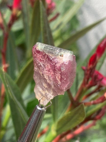 Rubellite Tourmaline, 24 x 20 x 13mm - 7.3 grams. A beautiful natural piece! 