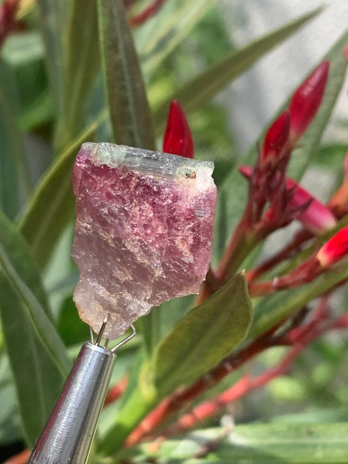 Rubellite Tourmaline, 24 x 20 x 13mm - 7.3 grams. A beautiful natural piece! 