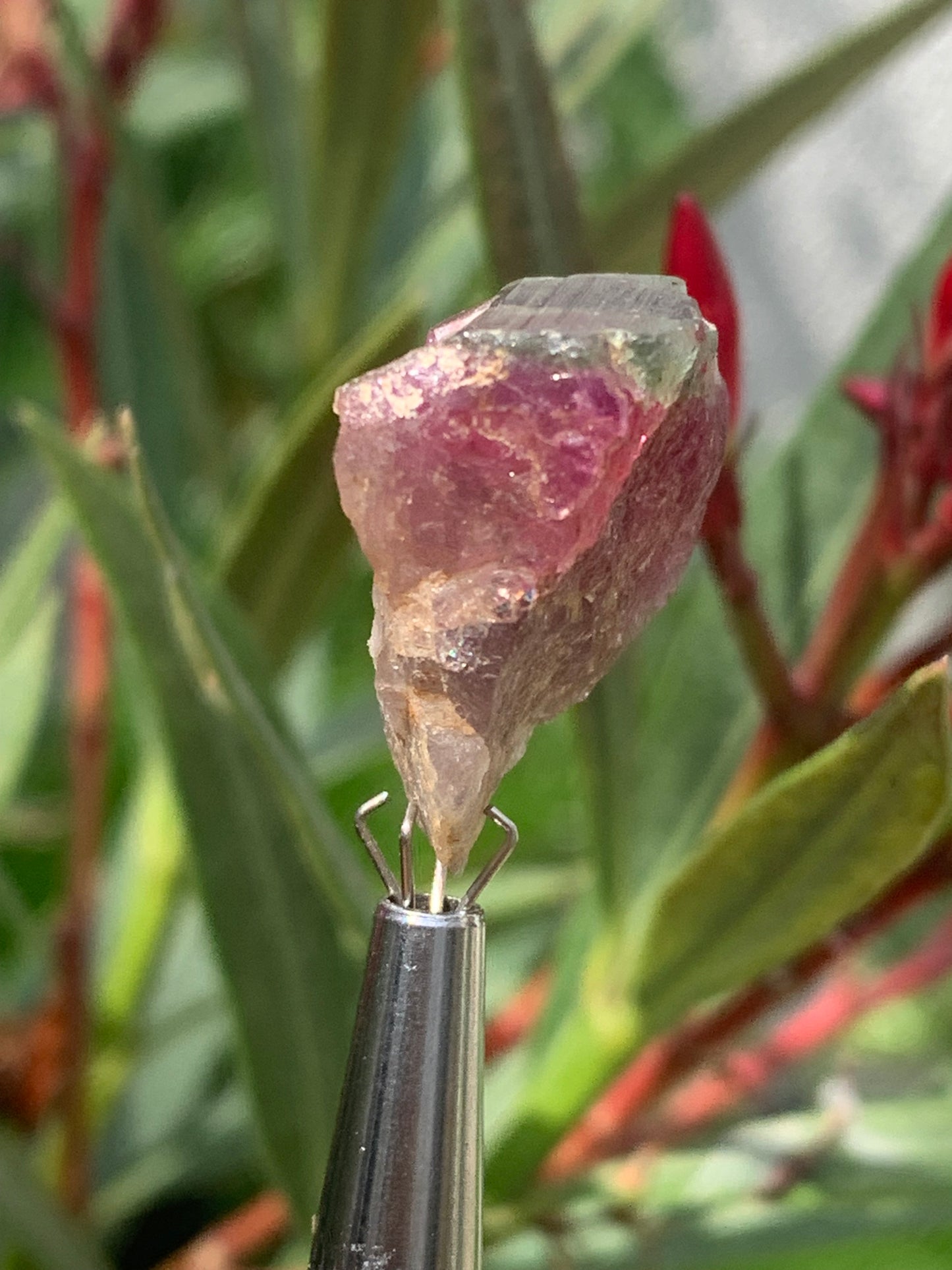 Rubellite Tourmaline, 24 x 20 x 13mm - 7.3 grams. A beautiful natural piece! 