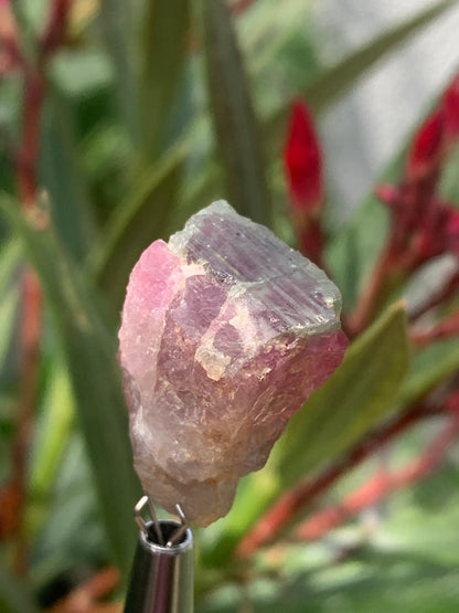 Rubellite Tourmaline, 24 x 20 x 13mm - 7.3 grams. A beautiful natural piece! 