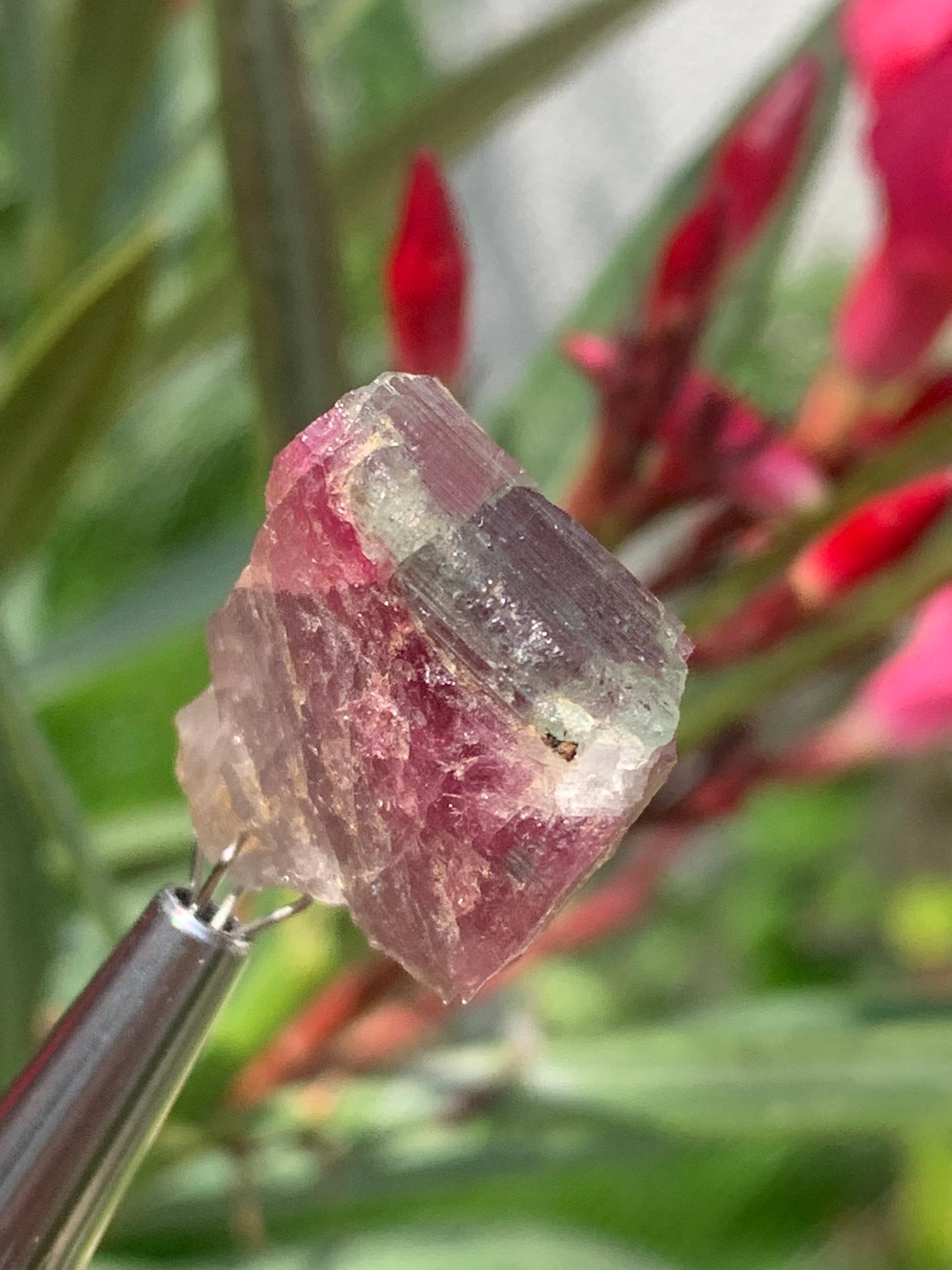 Rubellite Tourmaline, 24 x 20 x 13mm - 7.3 grams. A beautiful natural piece! 