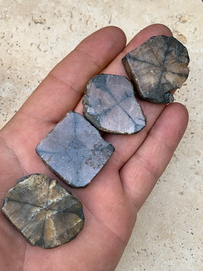 Andalousite/ Chiastolite, 5 pièces au choix dont 4 sciés avec une croix naturelle ! Protection, ancrage, transmutation, harmonie et plus encore !