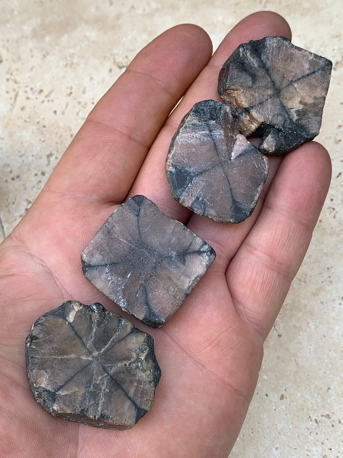 Andalousite/ Chiastolite, 5 pièces au choix dont 4 sciés avec une croix naturelle ! Protection, ancrage, transmutation, harmonie et plus encore !