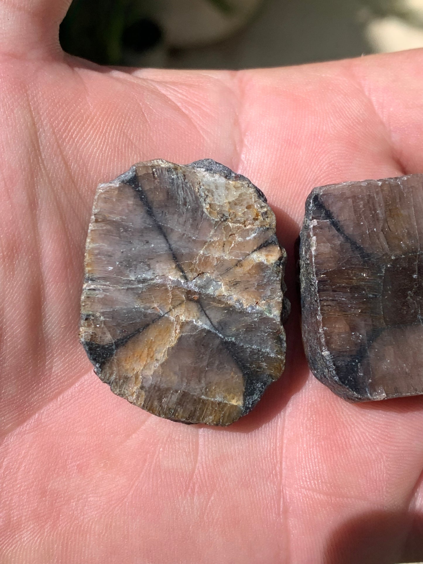 Andalousite/ Chiastolite, 5 pièces au choix dont 4 sciés avec une croix naturelle ! Protection, ancrage, transmutation, harmonie et plus encore !