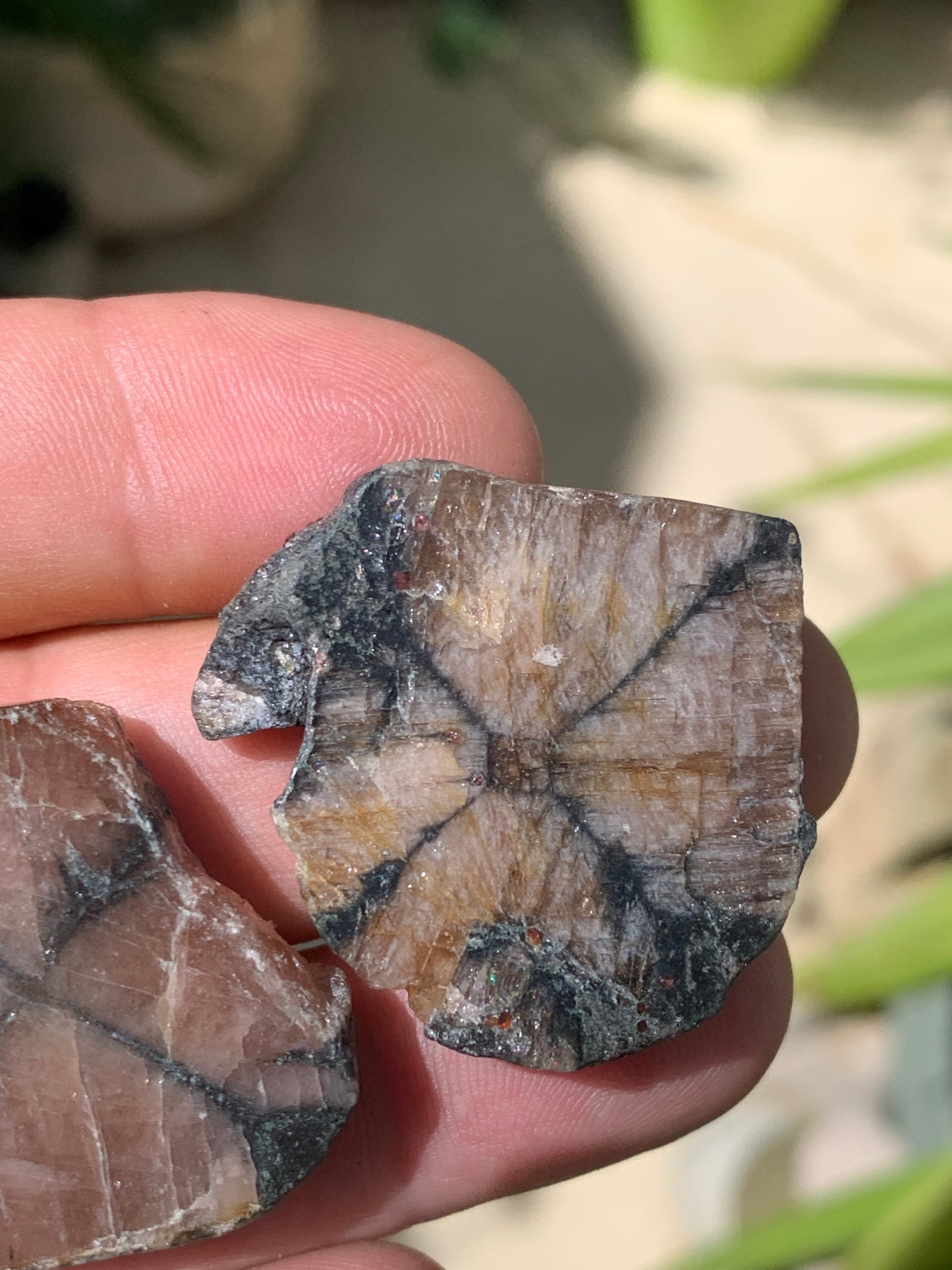 Andalousite/ Chiastolite, 5 pièces au choix dont 4 sciés avec une croix naturelle ! Protection, ancrage, transmutation, harmonie et plus encore !