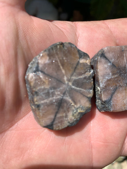 Andalousite/ Chiastolite, 5 pièces au choix dont 4 sciés avec une croix naturelle ! Protection, ancrage, transmutation, harmonie et plus encore !