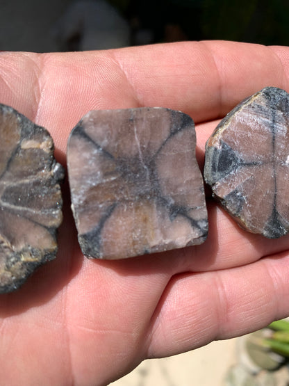Andalousite/ Chiastolite, 5 pièces au choix dont 4 sciés avec une croix naturelle ! Protection, ancrage, transmutation, harmonie et plus encore !