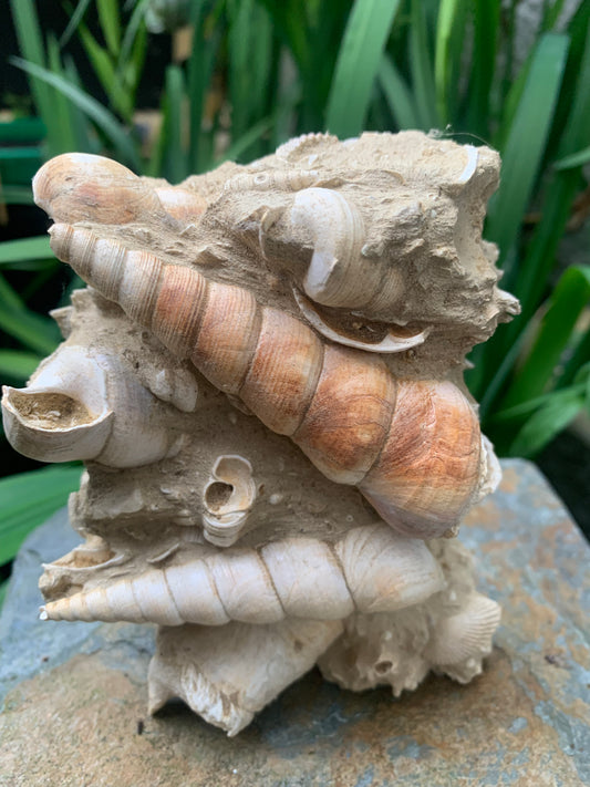 Coquillage de France (Mer des Faluns, Seine-et-Marne - 77). Amas/conglomérat de 13 × 18 × 7 cm, 656 grammes. Daté d’environ 1 million d’années !