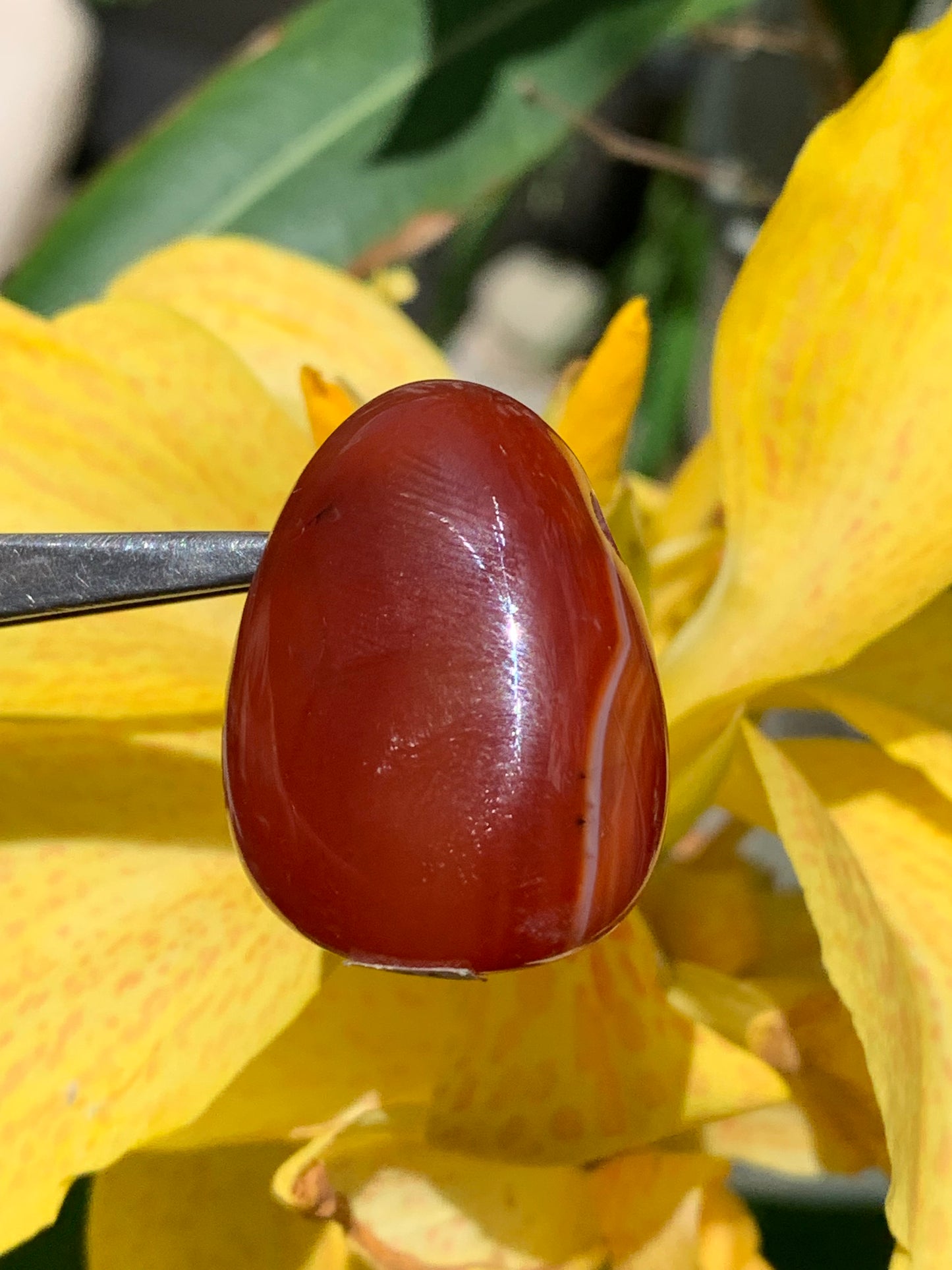Carnelian, pendant measuring 31mm high x 23mm wide x 12mm thick. Sold with an adjustable black cord!