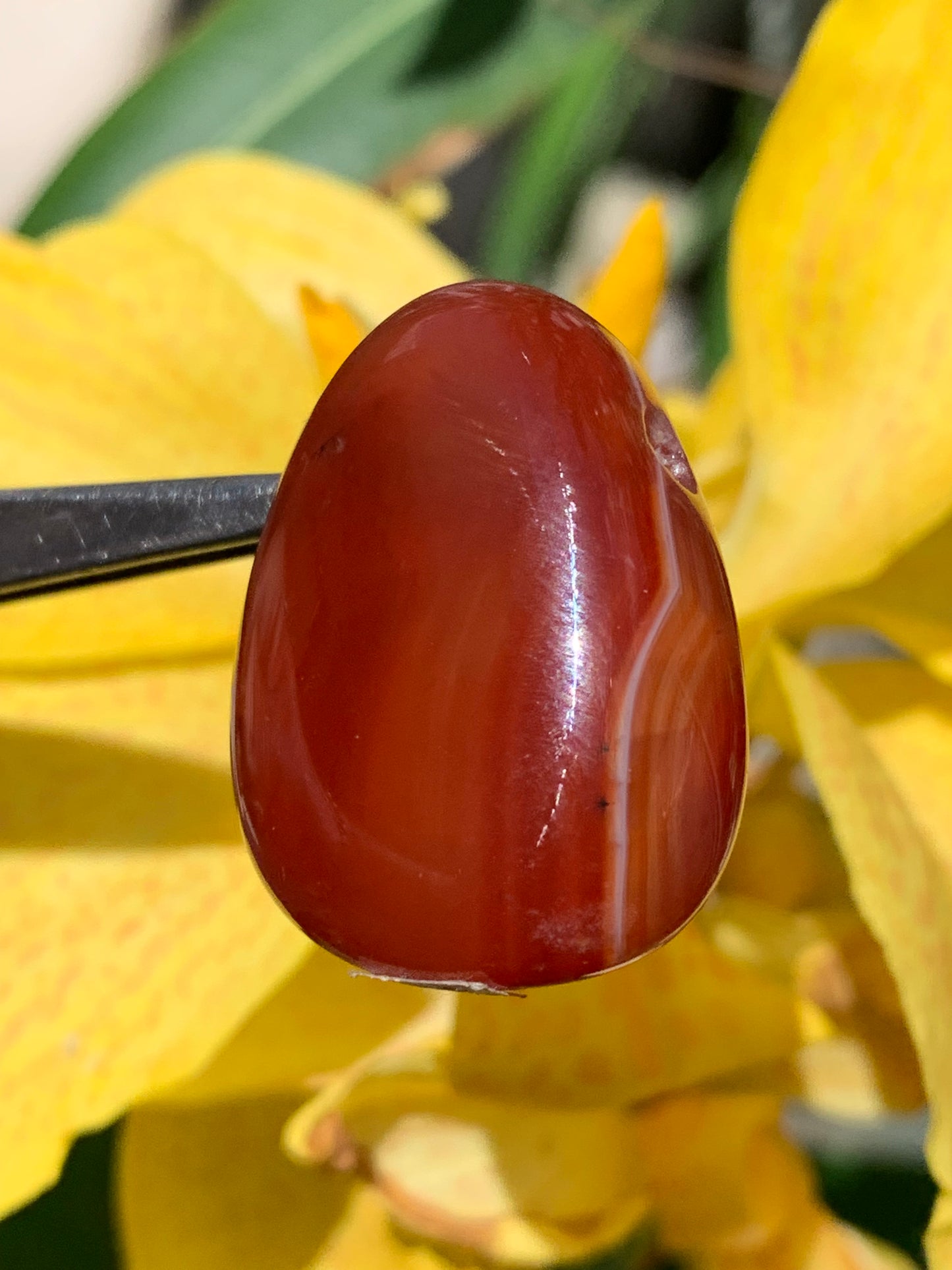 Carnelian, pendant measuring 31mm high x 23mm wide x 12mm thick. Sold with an adjustable black cord!