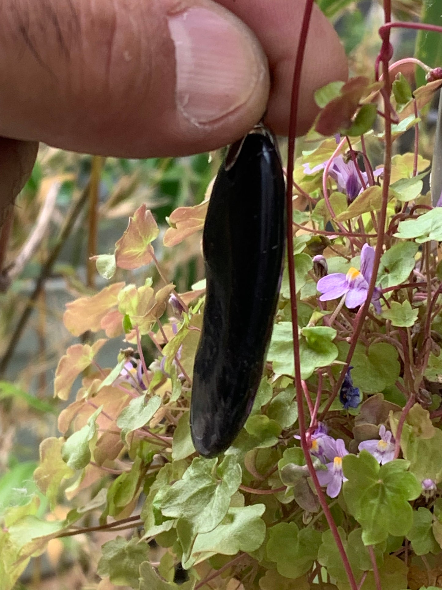 Shungite, pendentif taillé de 58 mm de hauteur x 20 de largeur x 10 d'épaisseur. Vendu avec son cordon réglable de couleur noire offert !