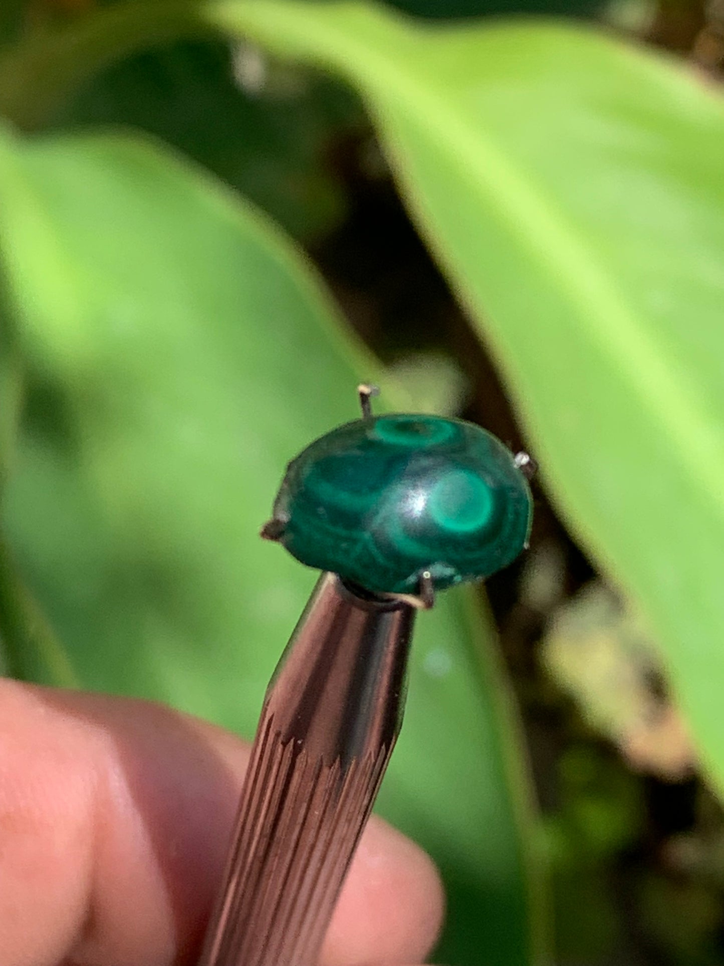 Malachite, cabochon de 12mm x9 x5 - 2,5 carats. Parfait en bijouterie, collection ,exposition...