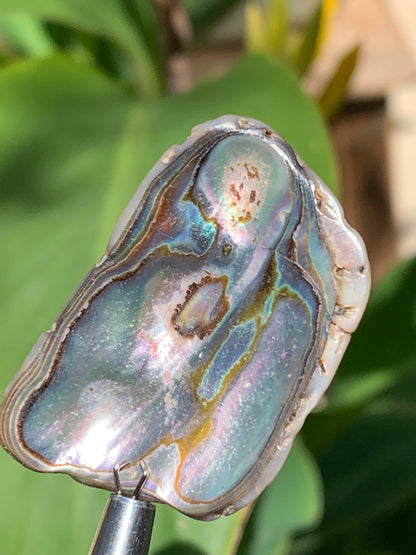 Nacre, pièce de 38mm x24 x3 - 3,5 grammes. Parfait en bijouterie, collection ,exposition...