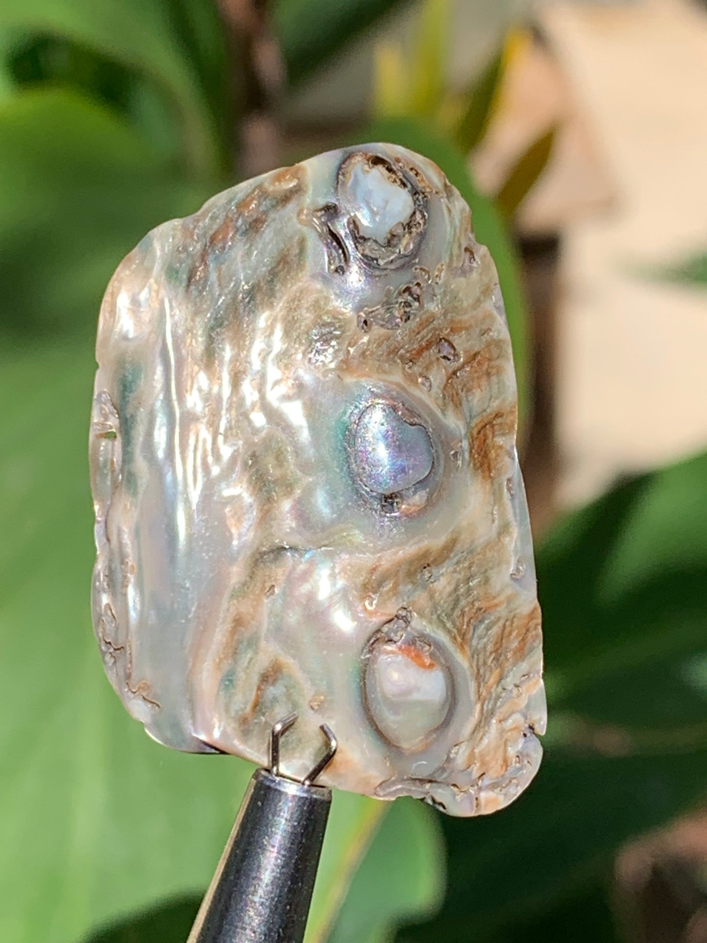 Nacre, pièce de 38mm x24 x3 - 3,5 grammes. Parfait en bijouterie, collection ,exposition...