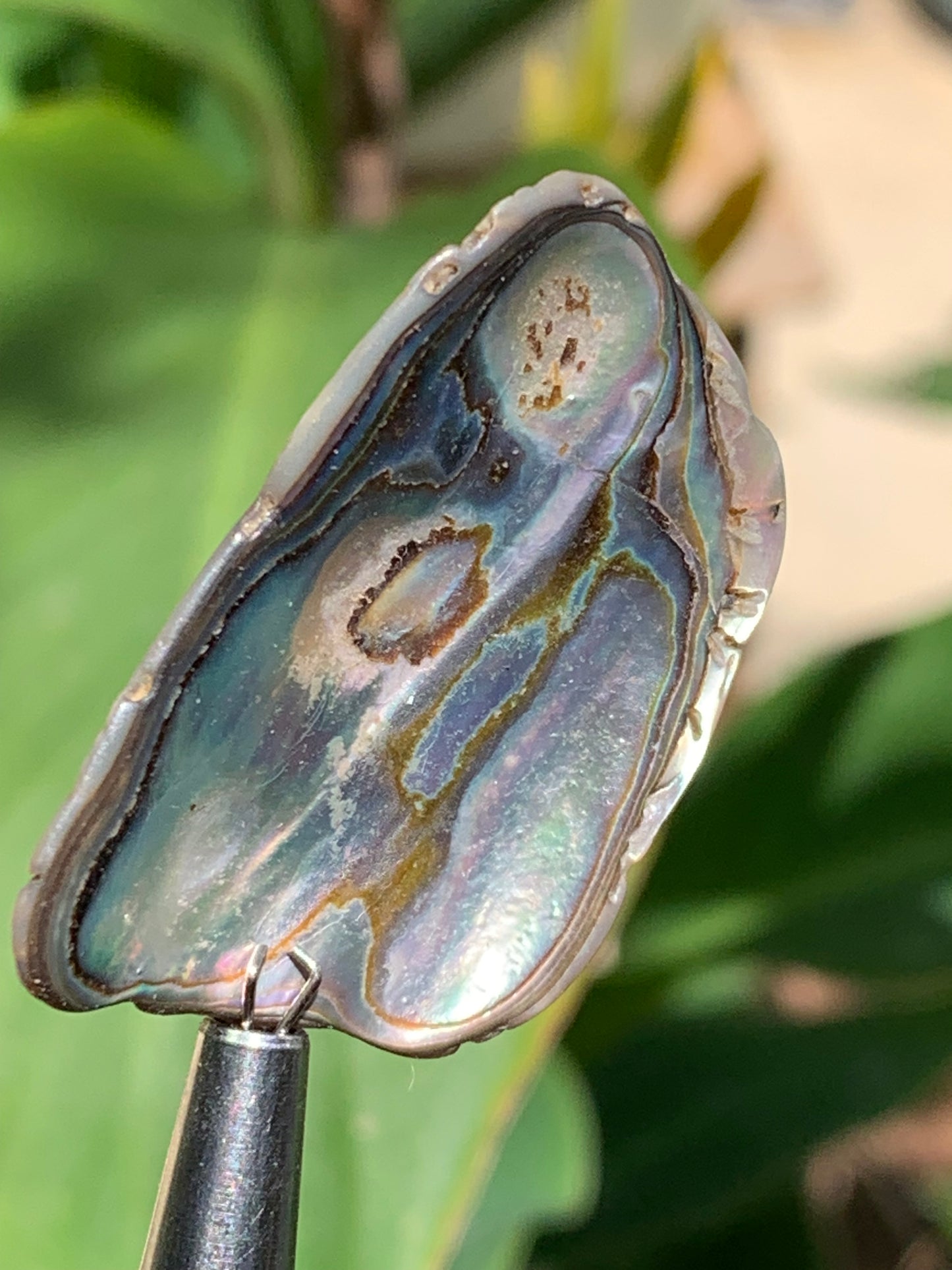 Nacre, pièce de 38mm x24 x3 - 3,5 grammes. Parfait en bijouterie, collection ,exposition...