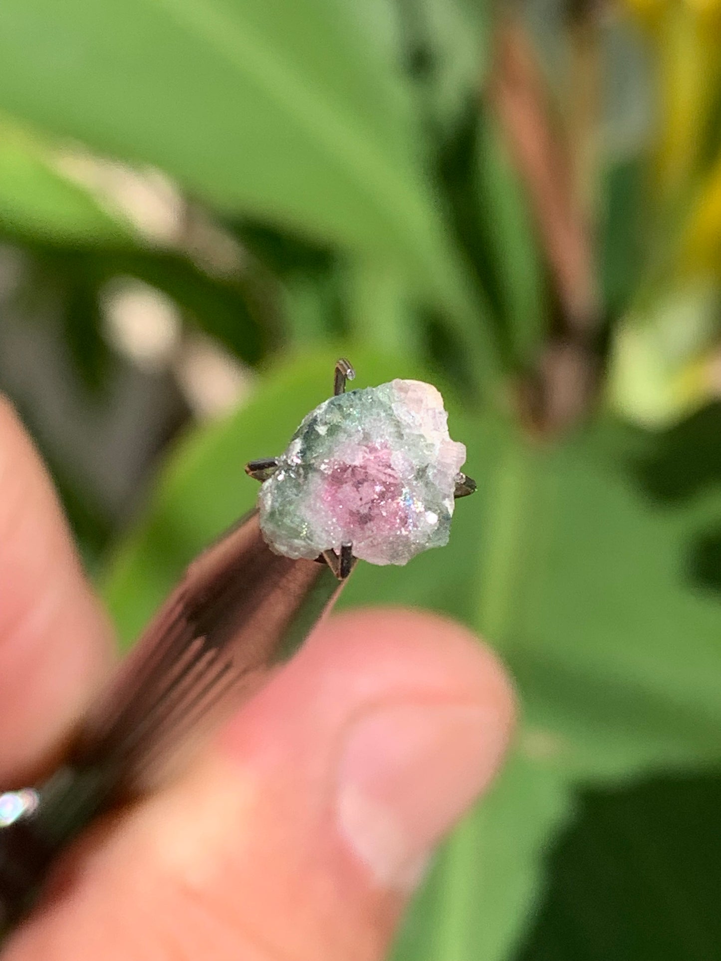 Tourmaline melon d'eau/ pastèque, de 10mm x8 x3 environ - 1,5 carat. Parfait en bijouterie, collection ,exposition...