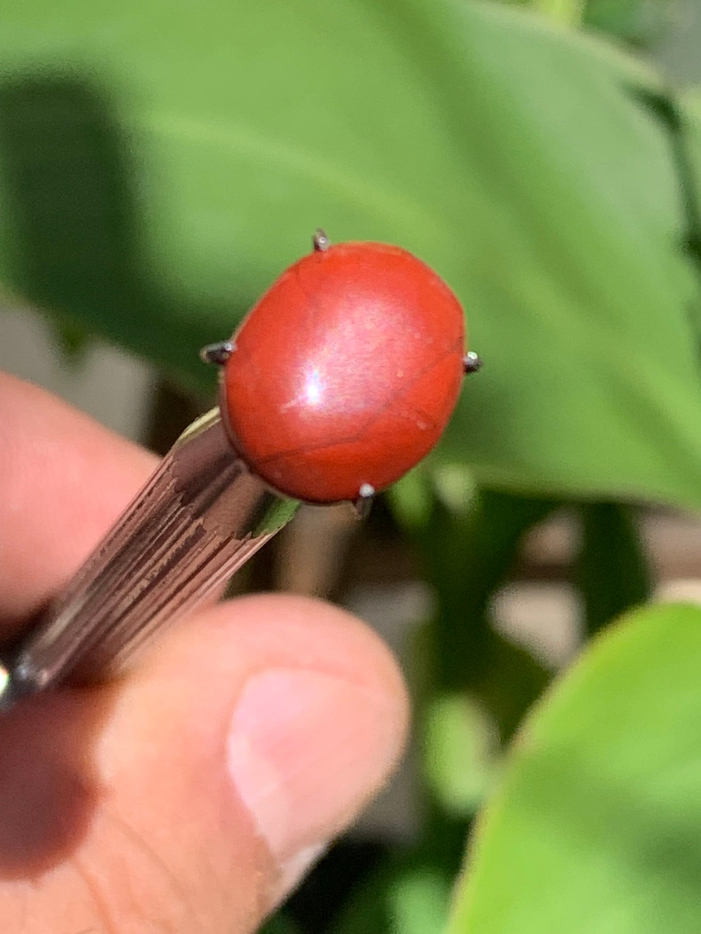Jaspe rouge, cabochon de 13mm x10 x4 - 4 carats. Parfait en bijouterie, collection ,exposition...