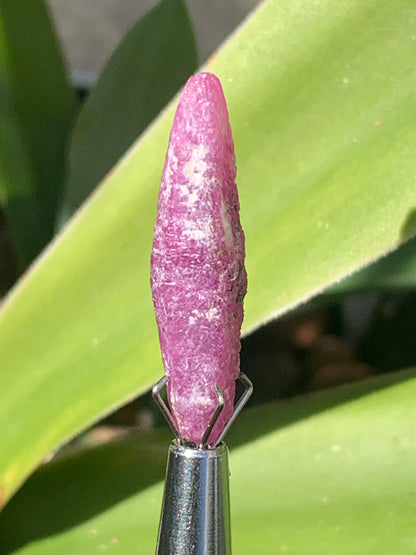 Rubis 'navette' de Mauritanie, cristaux bruts vendus a l'unité ou en lot, d'environ de 24mm x6 x 6 - 6,1 grammes (lot). Parfait en bijouterie, collection ,exposition...