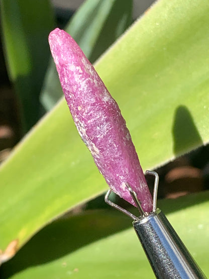 Rubis 'navette' de Mauritanie, cristaux bruts vendus a l'unité ou en lot, d'environ de 24mm x6 x 6 - 6,1 grammes (lot). Parfait en bijouterie, collection ,exposition...