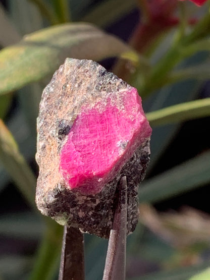 Rubis sur gangue de Zoisite, 24mm x20 x 18 - 7,1 grammes. Parfait en collection, exposition, lapidage...