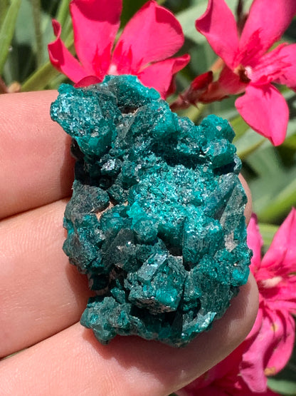 Dioptase, spécimen cristalisé de 46mm x 30 x 20 - 28 grammes ! Rare et puissante en minéralogie et lithothérapie !