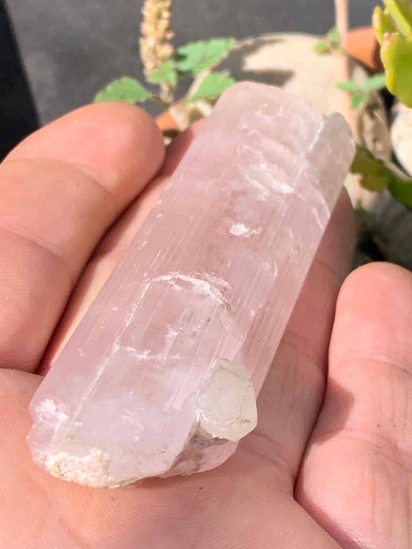 Kunzite avec cristal de roche naissant, spècimen XL (rare) de 100mm x25 x 14 - 54,3 grammes !