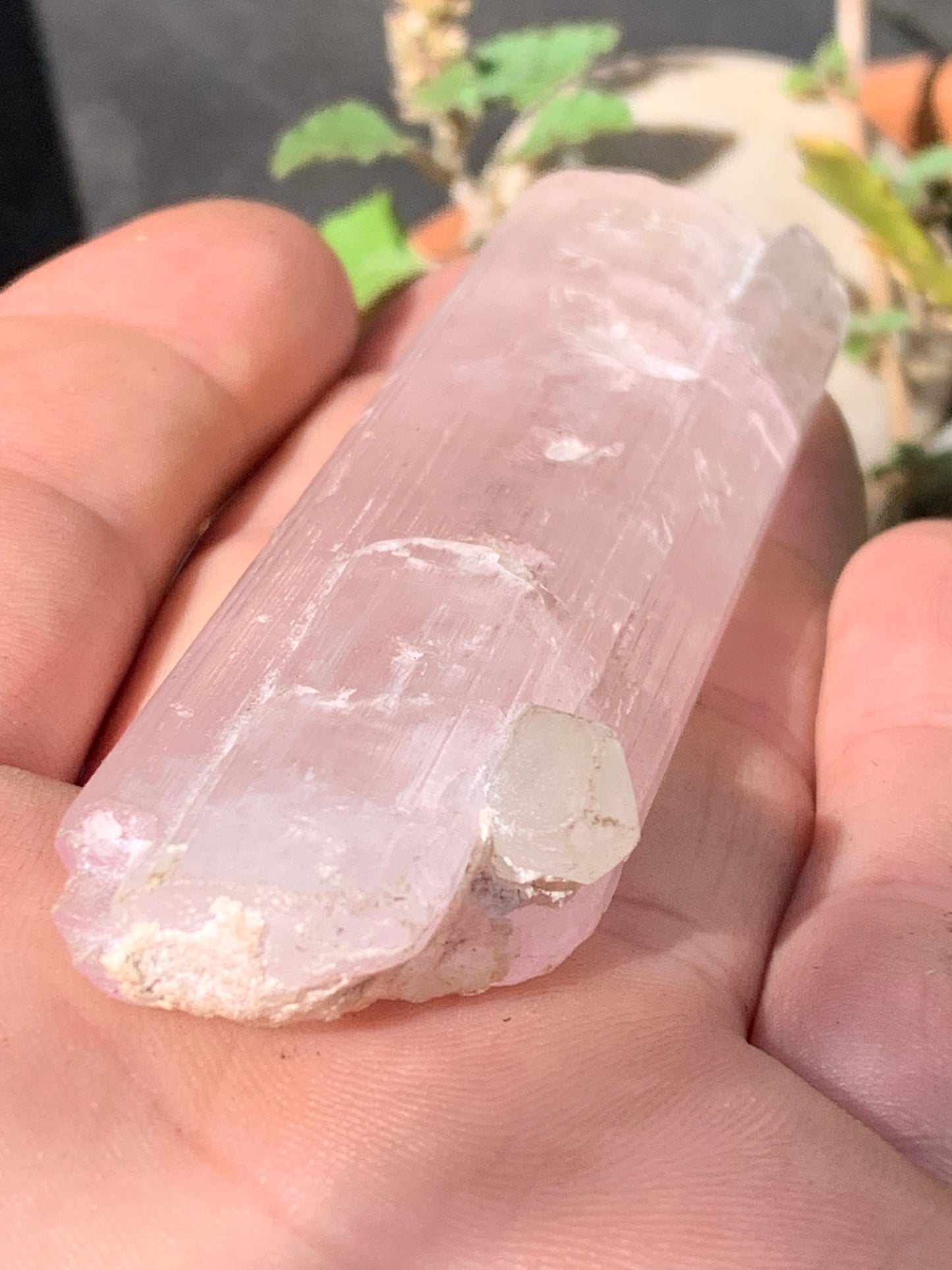 Kunzite avec cristal de roche naissant, spècimen XL (rare) de 100mm x25 x 14 - 54,3 grammes !