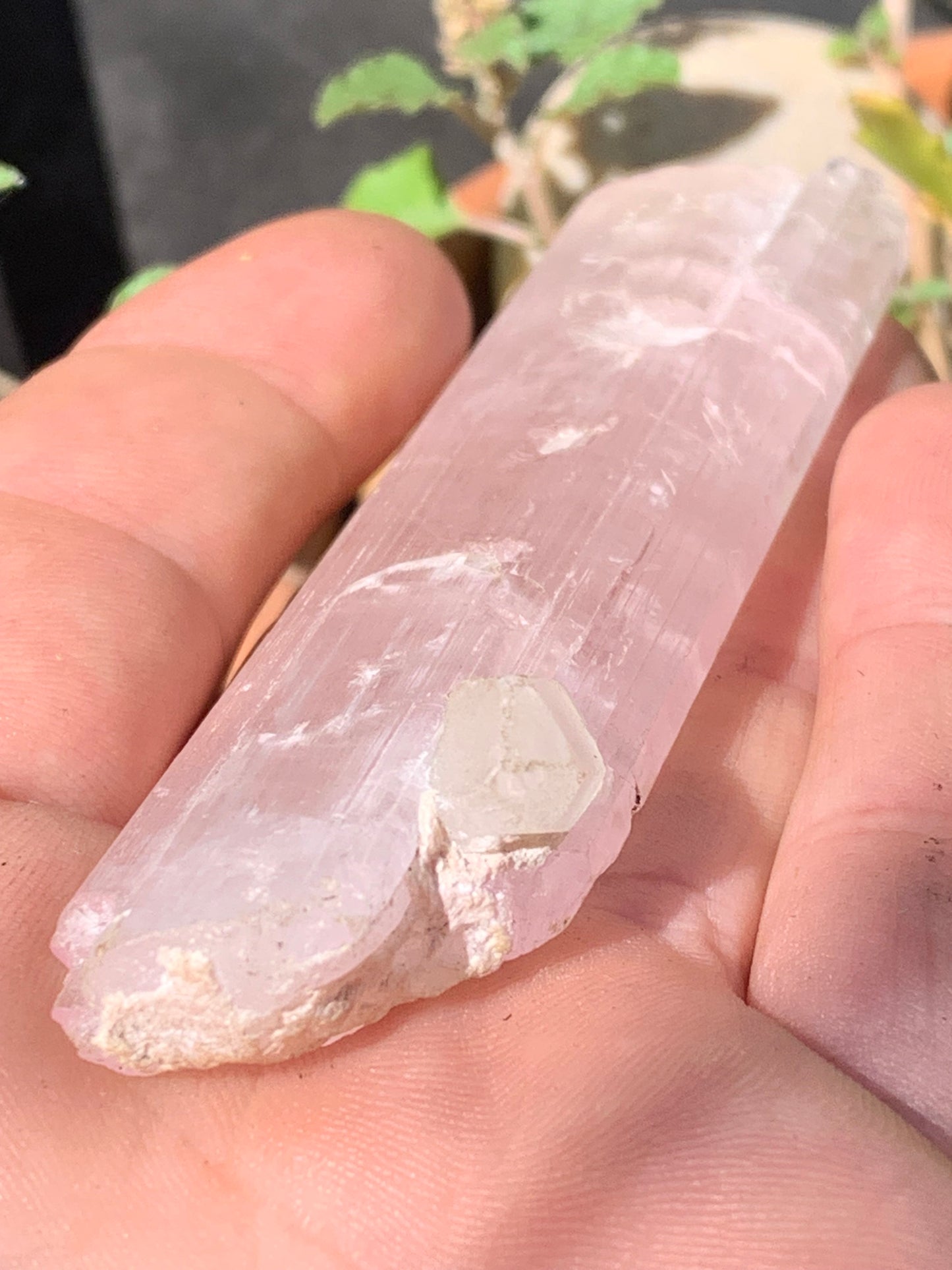 Kunzite avec cristal de roche naissant, spècimen XL (rare) de 100mm x25 x 14 - 54,3 grammes !