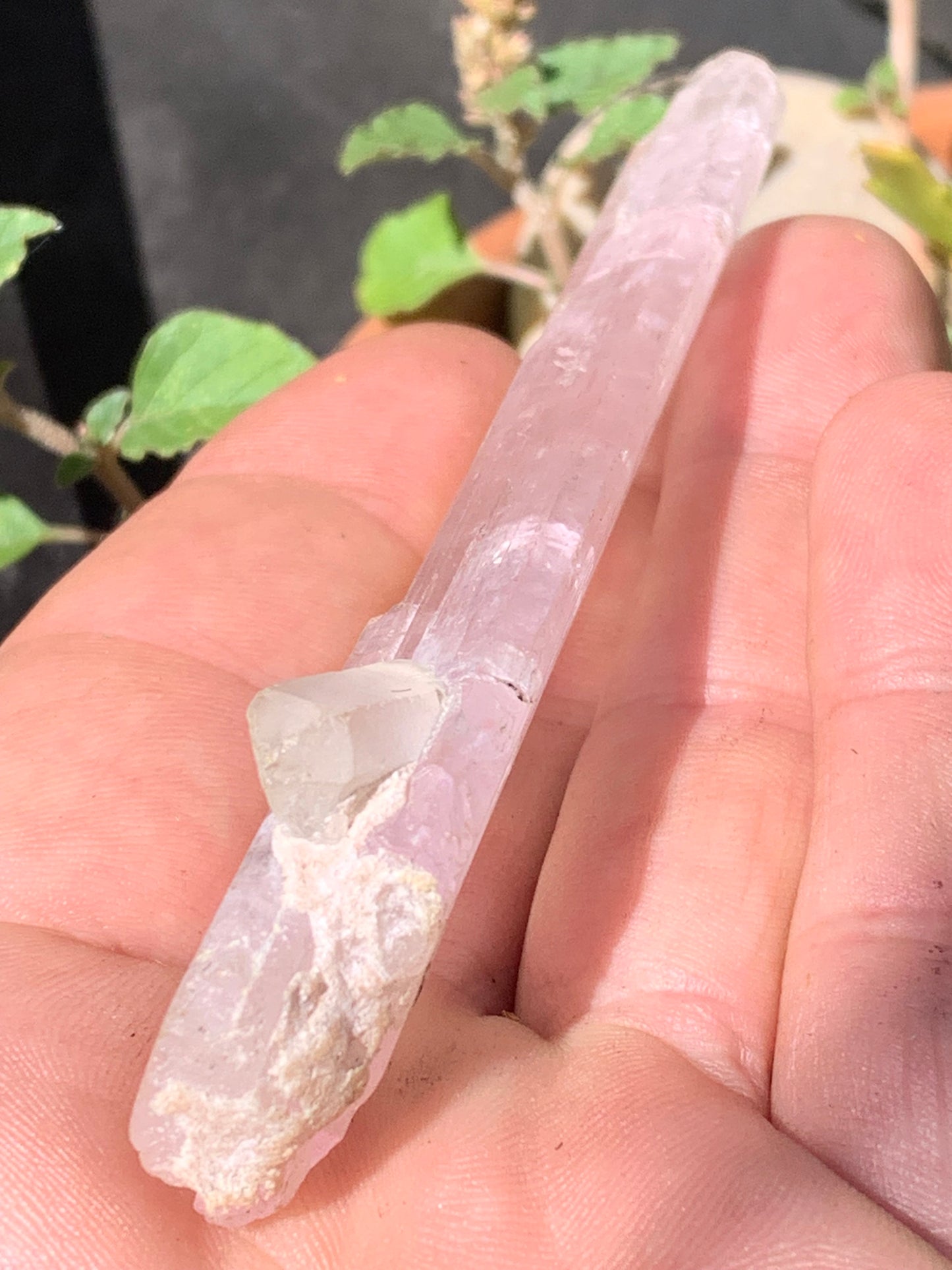 Kunzite avec cristal de roche naissant, spècimen XL (rare) de 100mm x25 x 14 - 54,3 grammes !
