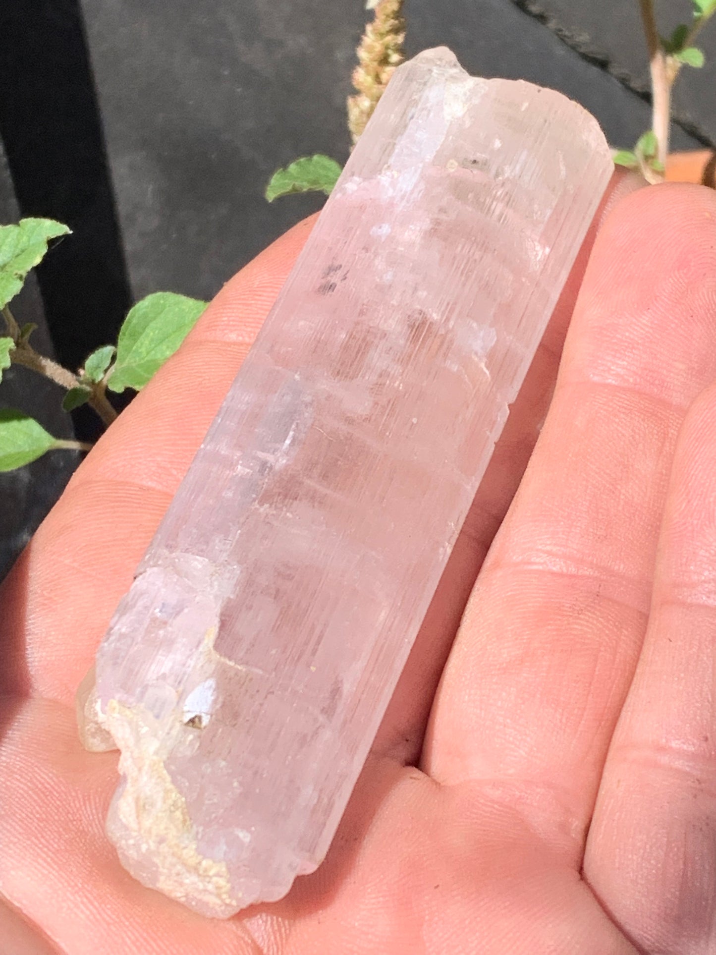 Kunzite avec cristal de roche naissant, spècimen XL (rare) de 100mm x25 x 14 - 54,3 grammes !