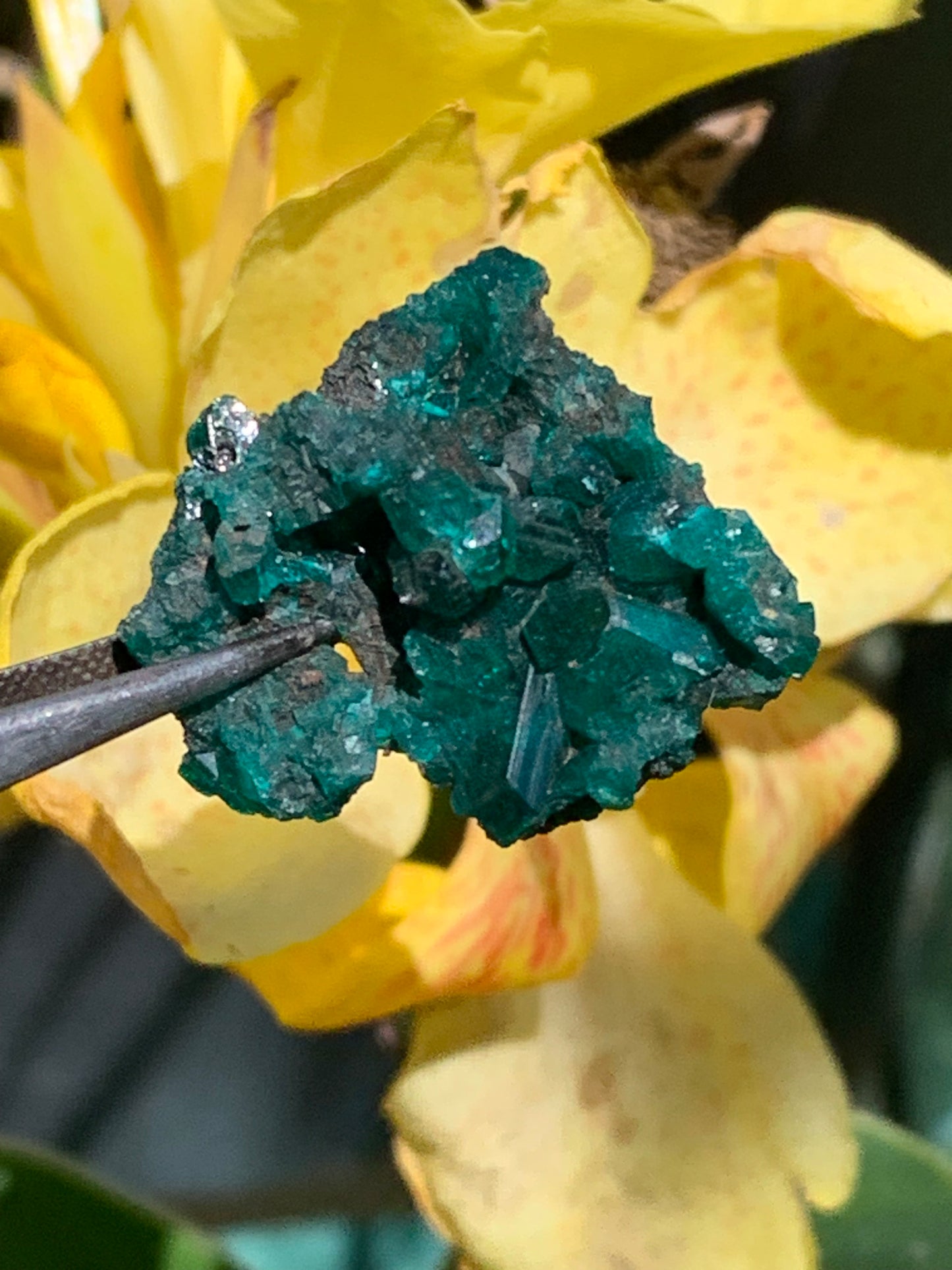 Dioptase, spécimen cristalisé de 32mm x 26 x 14 - 7,8 grammes ! Rare et puissante en minéralogie et lithothérapie !