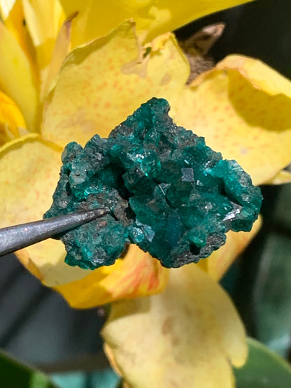 Dioptase, spécimen cristalisé de 32mm x 26 x 14 - 7,8 grammes ! Rare et puissante en minéralogie et lithothérapie !