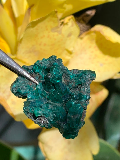 Dioptase, spécimen cristalisé de 32mm x 26 x 14 - 7,8 grammes ! Rare et puissante en minéralogie et lithothérapie !
