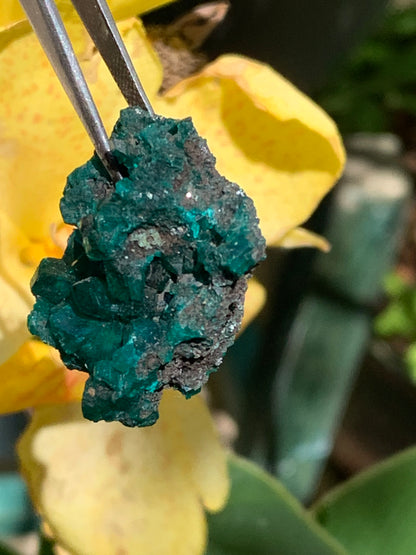Dioptase, spécimen cristalisé de 32mm x 26 x 14 - 7,8 grammes ! Rare et puissante en minéralogie et lithothérapie !